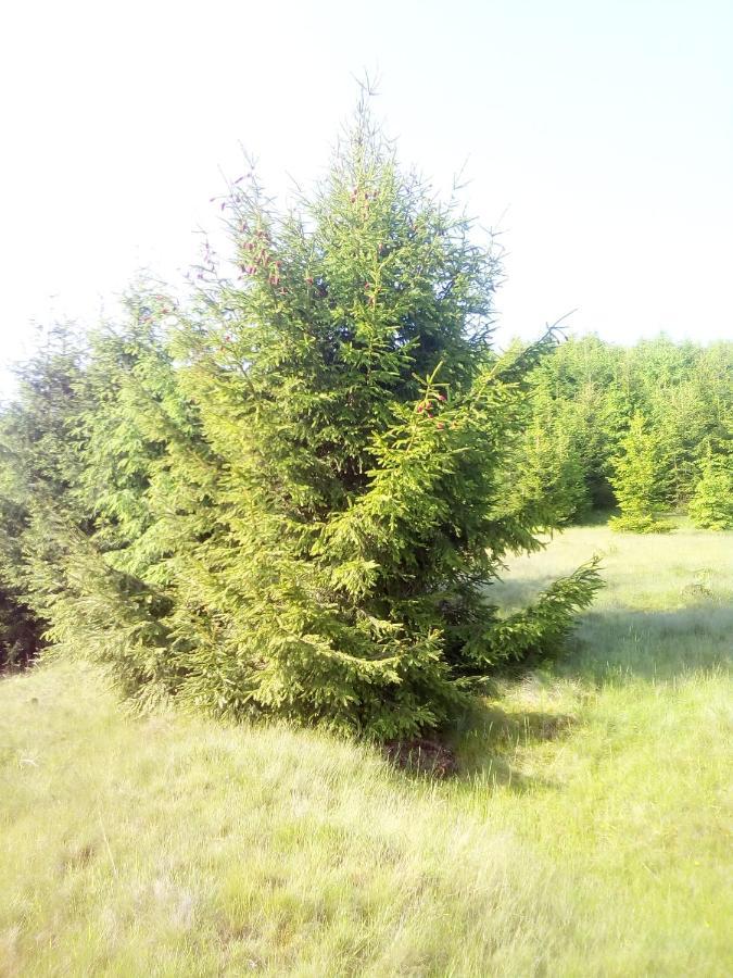 Sadyba U Vani Volovets Exteriör bild
